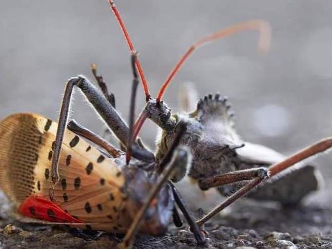 Slf predator