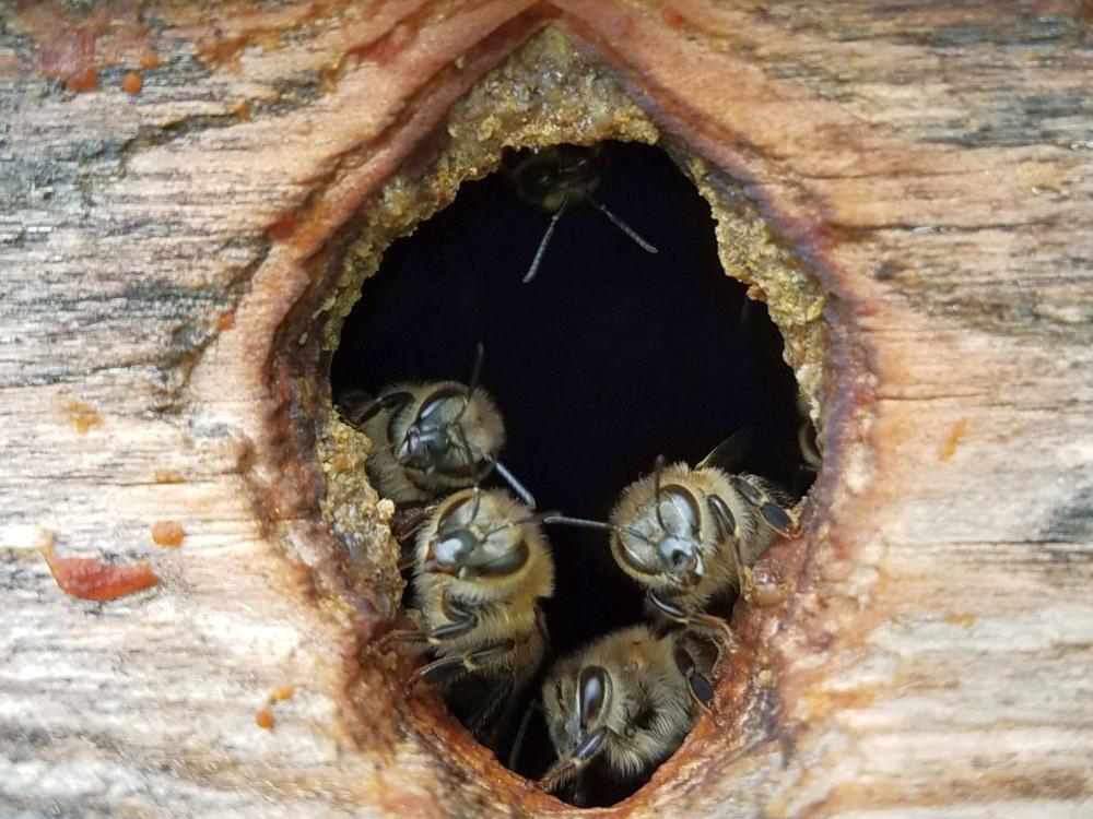 Feral honey bees looking out of hole in shed